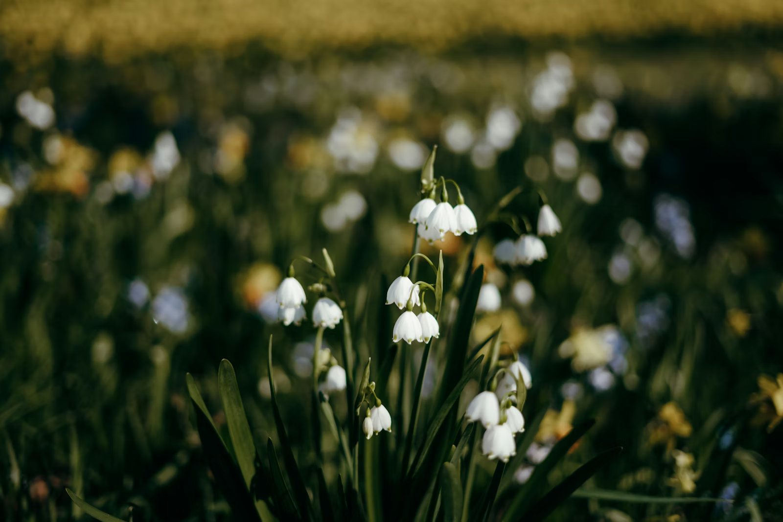 Hyperliquid HYPE Signals Today with Buyback Support and Unlock Digestion - Updated 2026 Guide